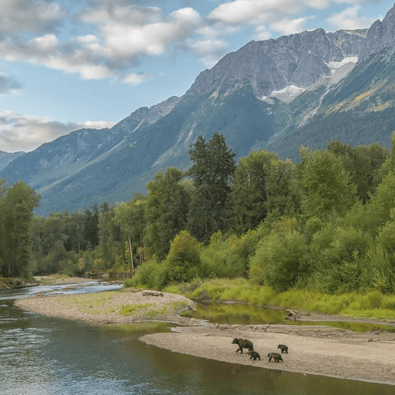 Grizzly bears, a mother and her cubs walking alongside the Atnarko River in Bella Coola