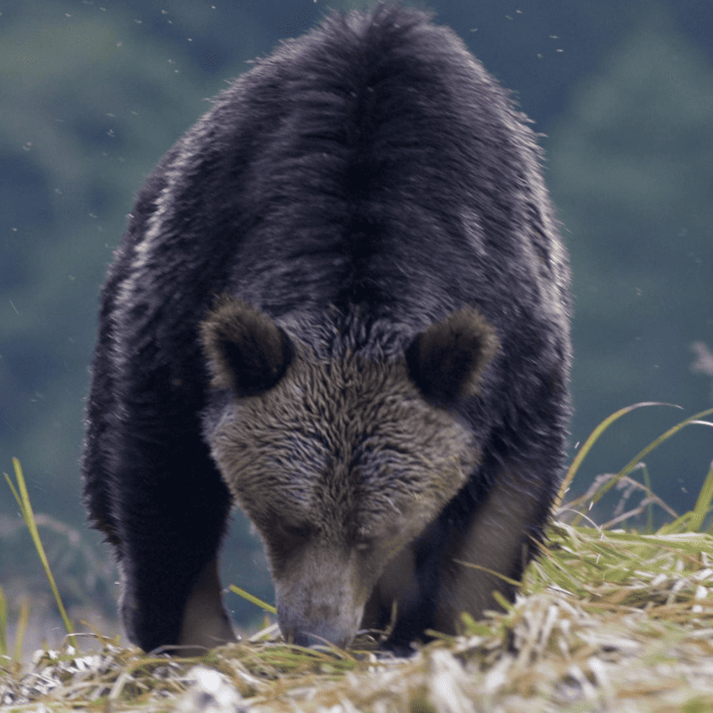 A black bear raming through the great bear rainforest