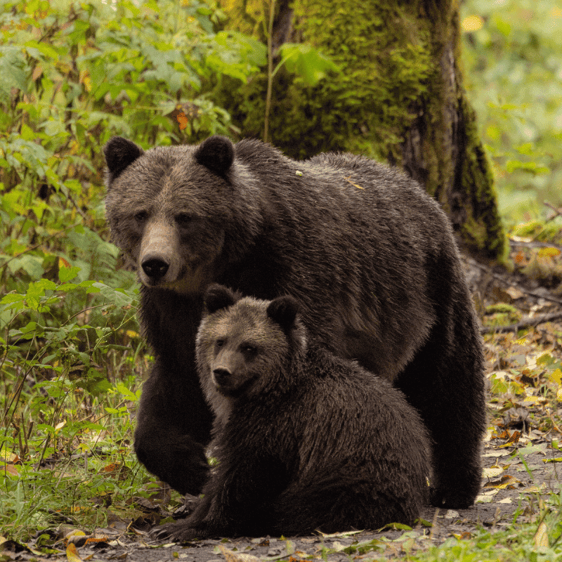A mother bear and her cub in the wilderness near Klahoose Wilderness Resort