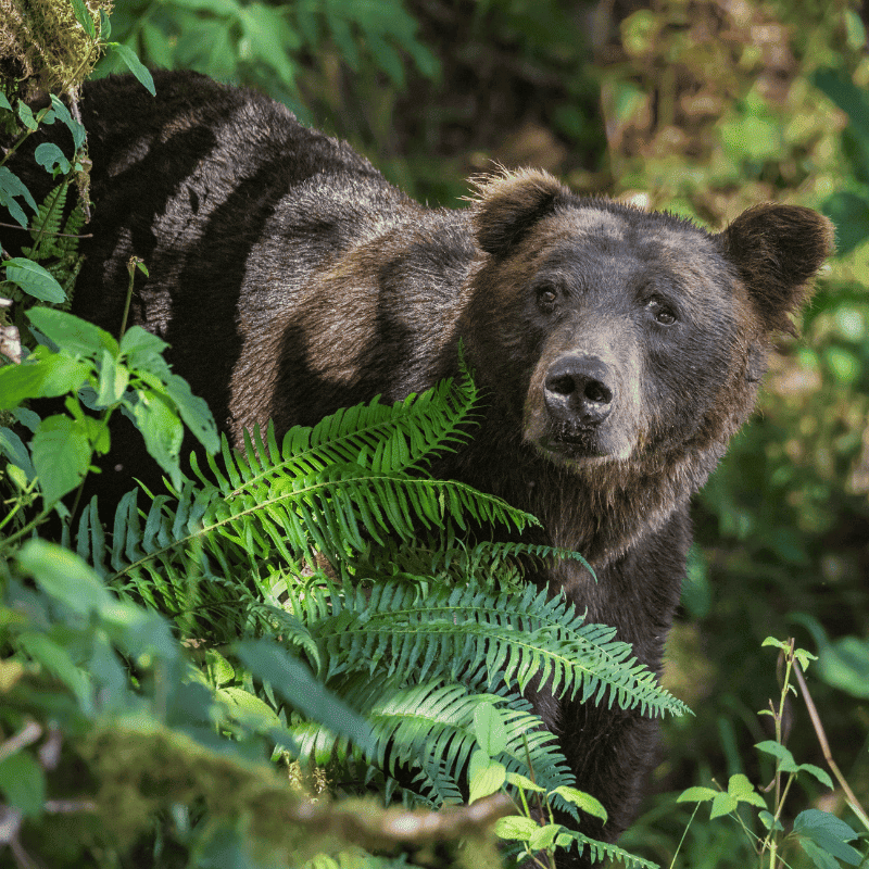 A grizzly bear exploring the dense undergrowth at Klahoose Wilderness Resort, surrounded by vibrant greenery