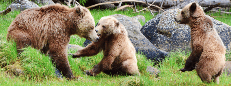 A mother bear with two cubs, engaging in playful interaction at Knight Inlet, surrounded by lush greenery