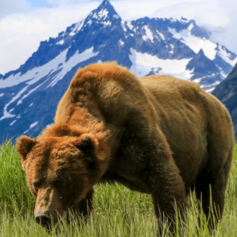 A Kodiak brown bear in front of a majestic mountain in Alaska, showcasing its powerful presence against the stunning landscape