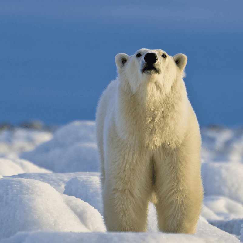 A polar bear standing on frozen ground, sniffing the air, showcasing its white fur against the wintry landscape