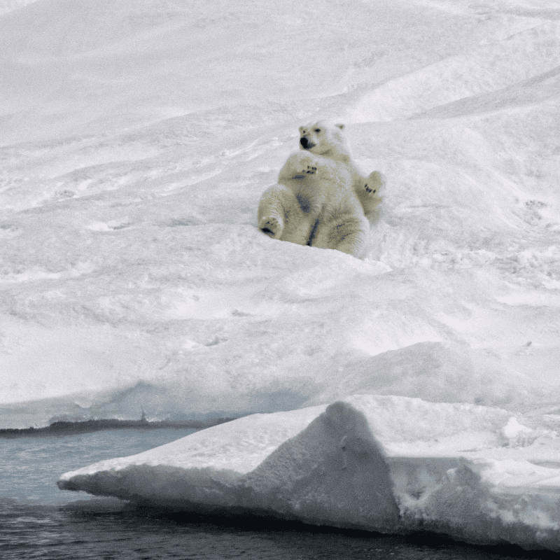 Polar bear lying down on sea ice during a cruise in the Northwest Passage