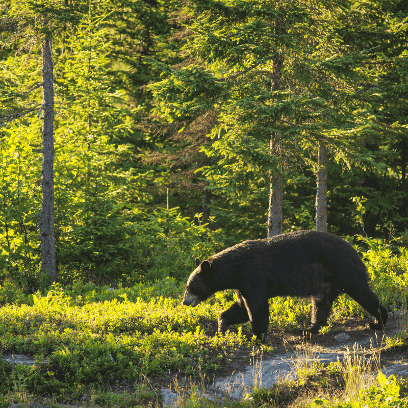 Bear strolling through a forested area of Quebec