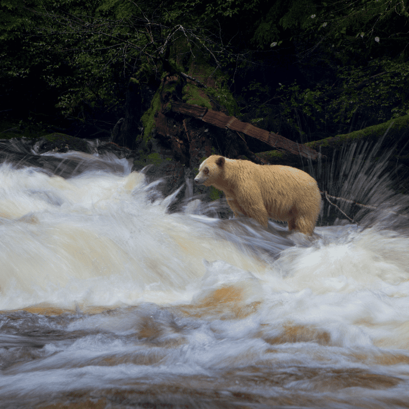 A spirit bear near a river, with water splashing around it in the Great Bear Rainforest